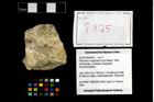 Foto (Objekt + Etikett) von Pithonoton marginatum (von Meyer, 1842)  (NHMW-GEO-2014-0194-0825)